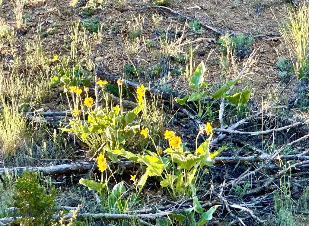 18600 Pole Gulch Three Forks MT 59752