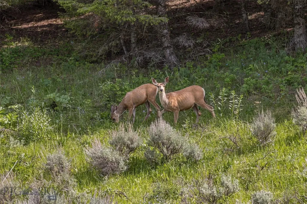 198 Elk Ridge Road Livingston MT 59047