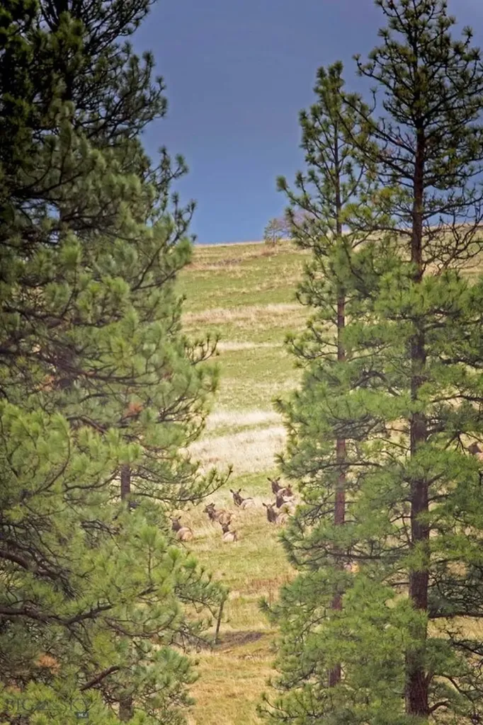 8337 Lamar Trail Lolo MT 59847