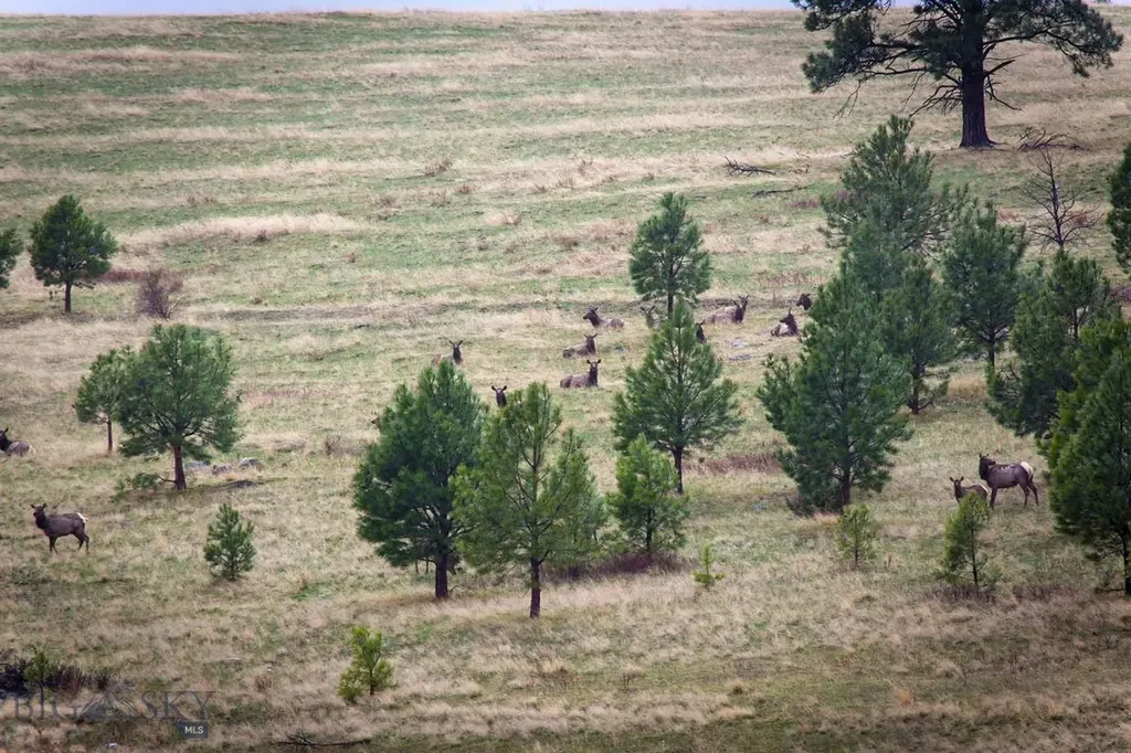 8337 Lamar Trail Lolo MT 59847