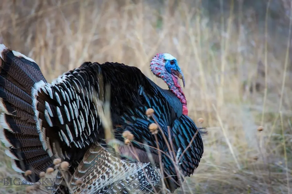 8337 Lamar Trail Lolo MT 59847