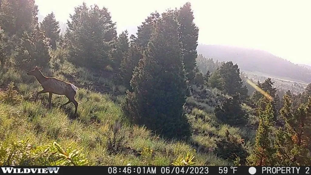 Lot 74 Pony Expressway Trail Ramsay MT 59748