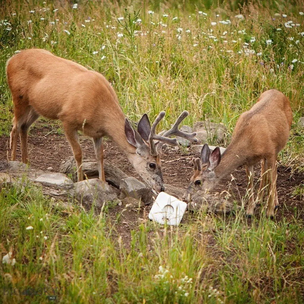 11540 Taiga Trail Bozeman MT 59715