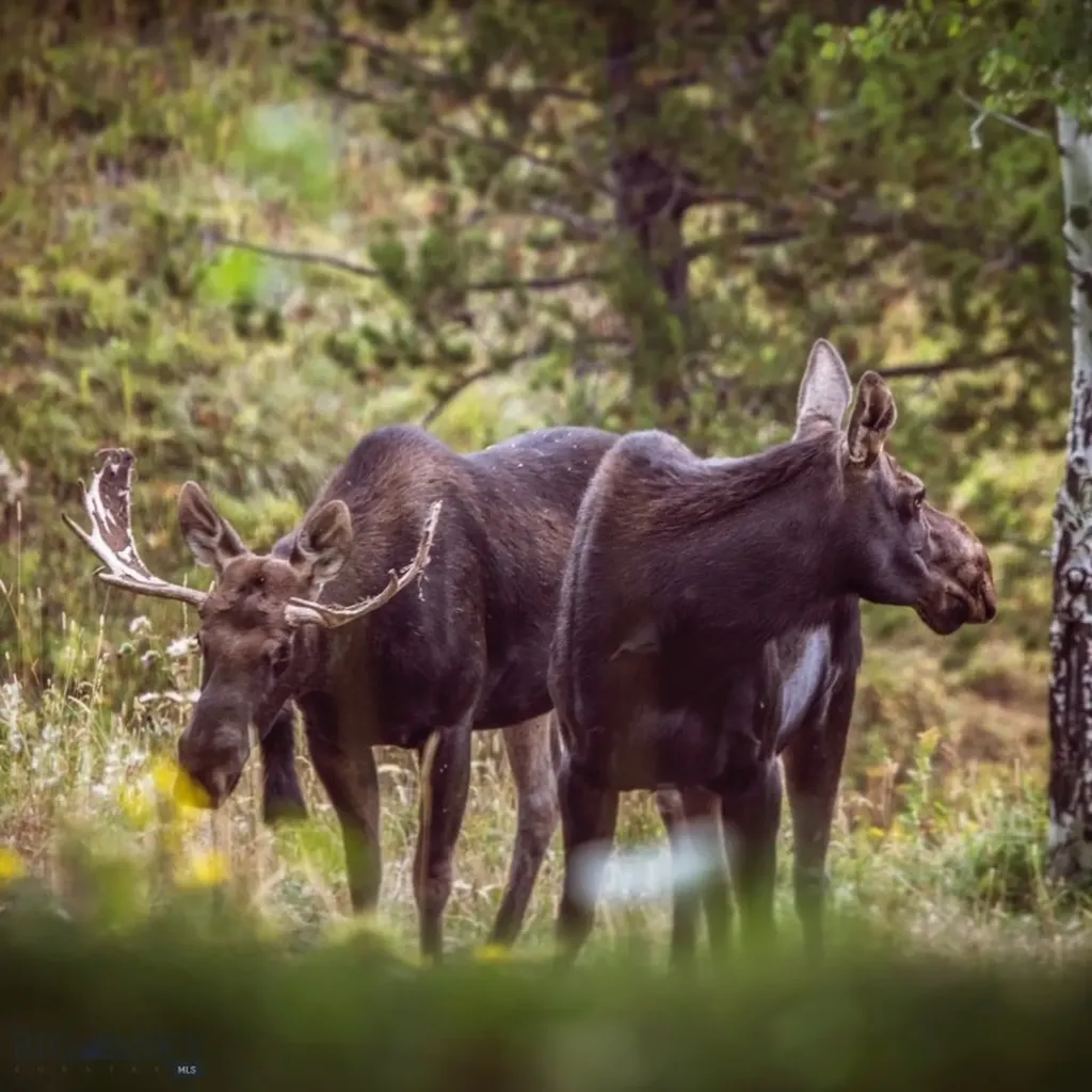 11540 Taiga Trail Bozeman MT 59715