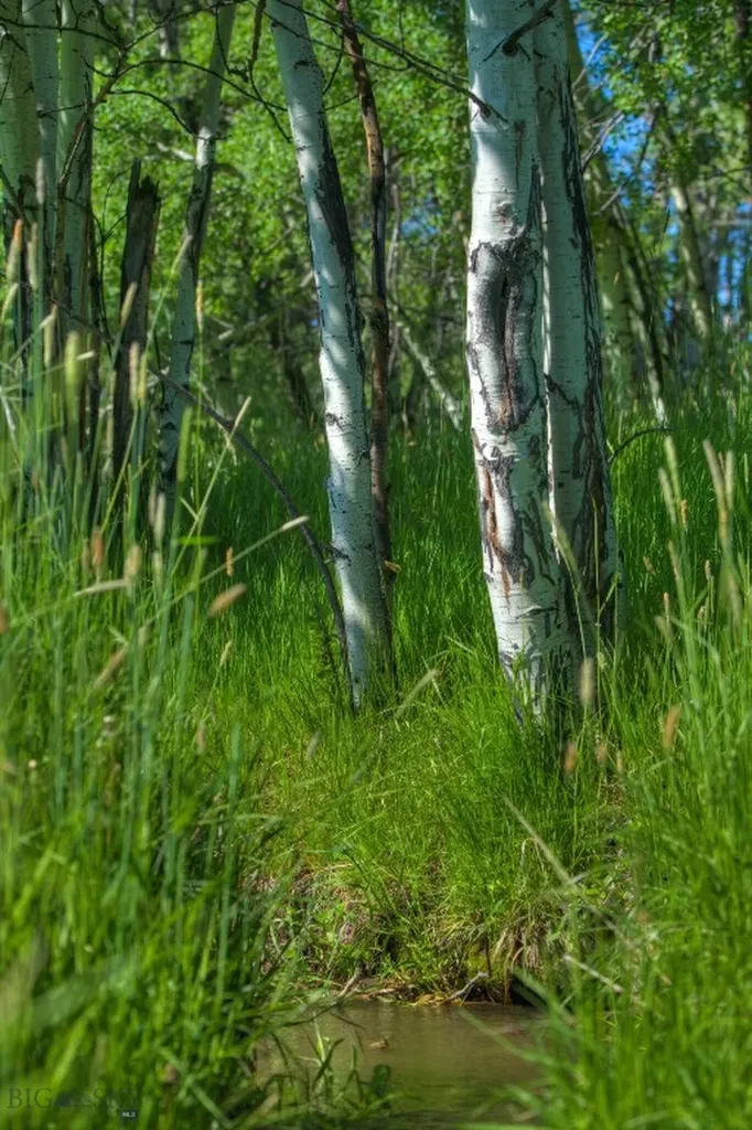 13830 (Tract B) Cottonwood Road Bozeman MT 59718