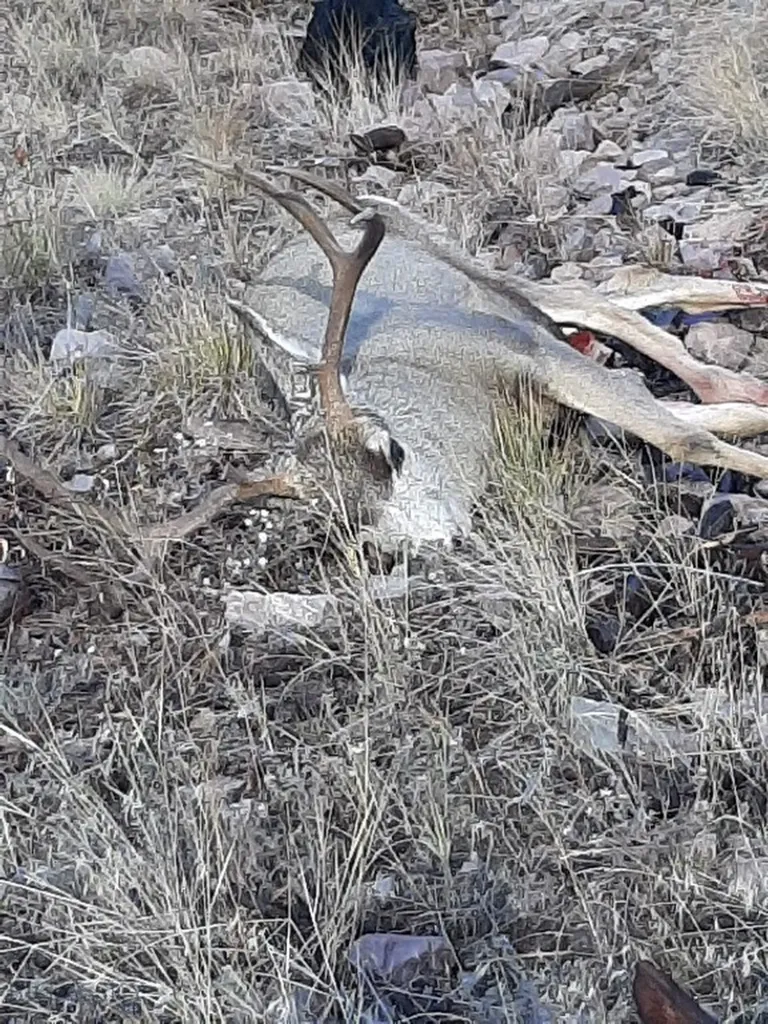 27235 Lazy Springs Road Clinton MT 59825