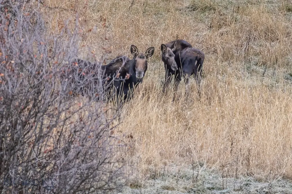 3096 Woodchuck Road Bozeman MT 59715