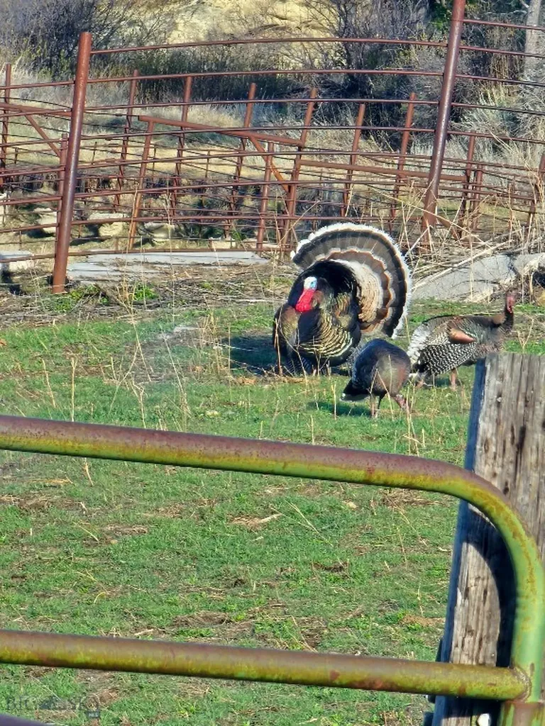 Tbd 147a Hardin MT 59024