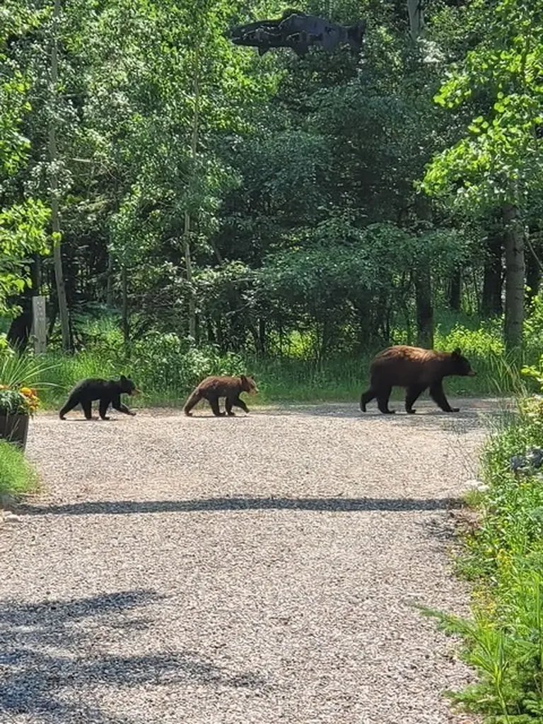 23 And 24 Moose Haven Loop Mcleod MT 59052