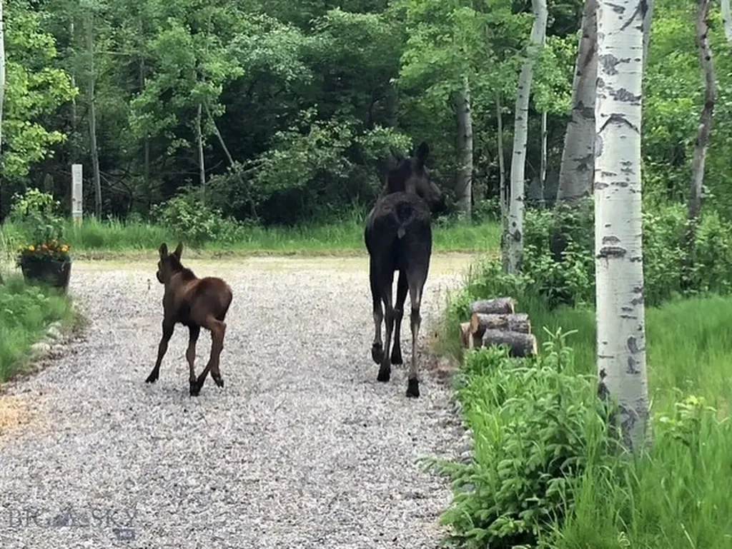 23 And 24 Moose Haven Loop Mcleod MT 59052
