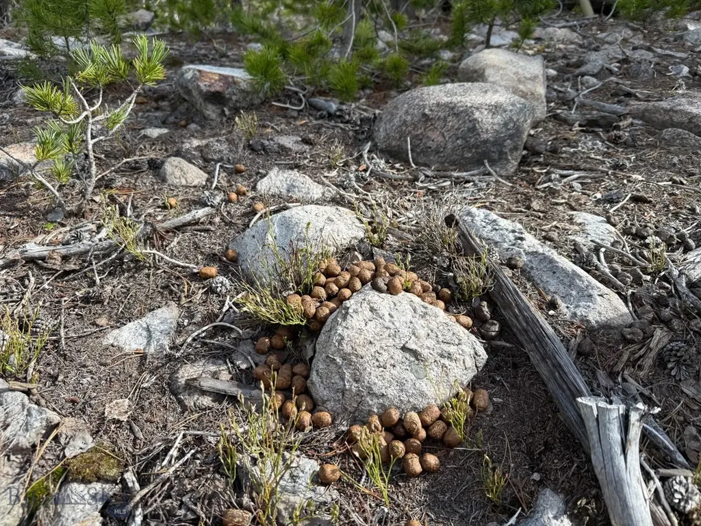 Tbd Silver Creek Trail Anaconda MT 59711