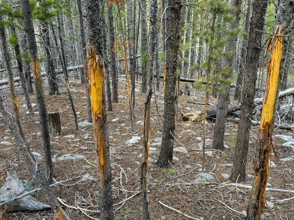 Tbd Silver Creek Trail Anaconda MT 59711