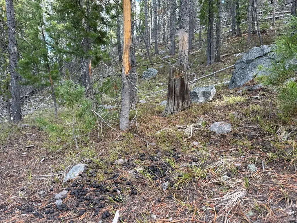 Tbd Silver Creek Trail Anaconda MT 59711