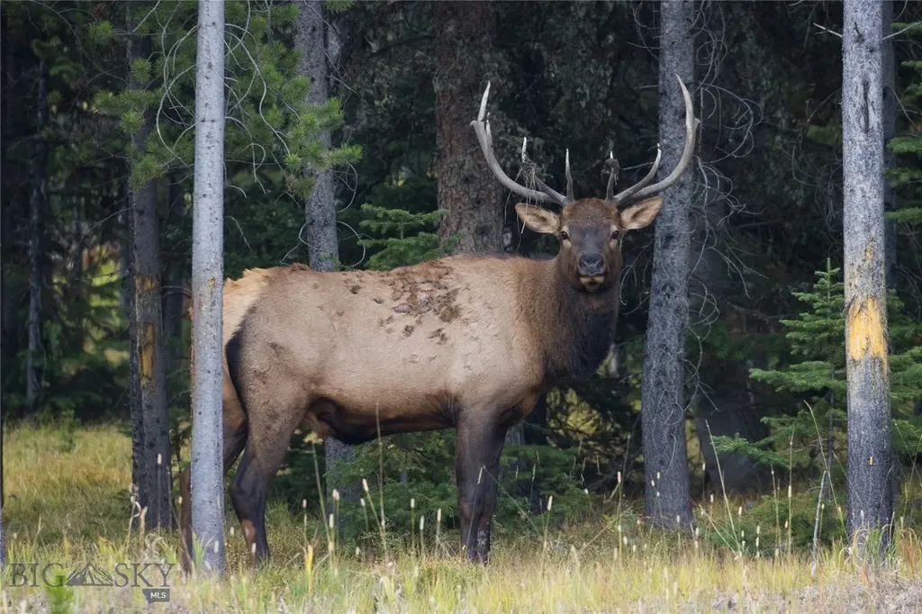208 Outlook Trail Big Sky MT 58716