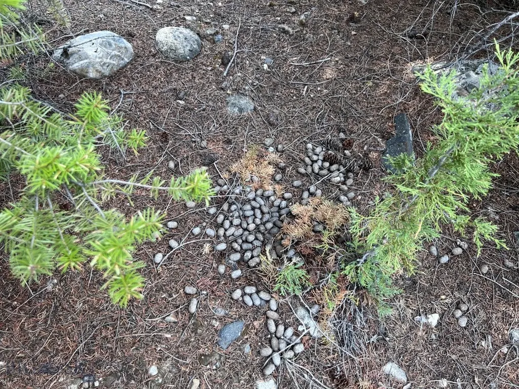 Nhn Lost Creek Road Anaconda MT 59711
