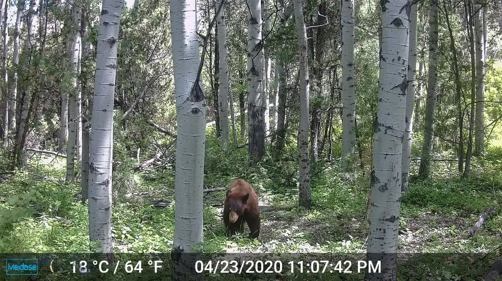 Nhn Lost Creek Road Anaconda MT 59711