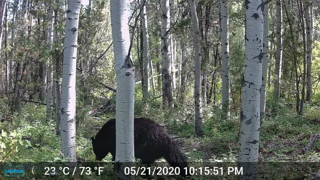 Nhn Lost Creek Road Anaconda MT 59711
