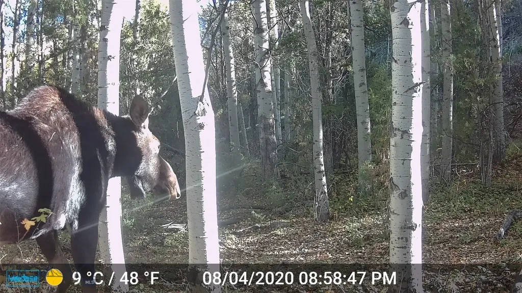 Nhn Lost Creek Road Anaconda MT 59711