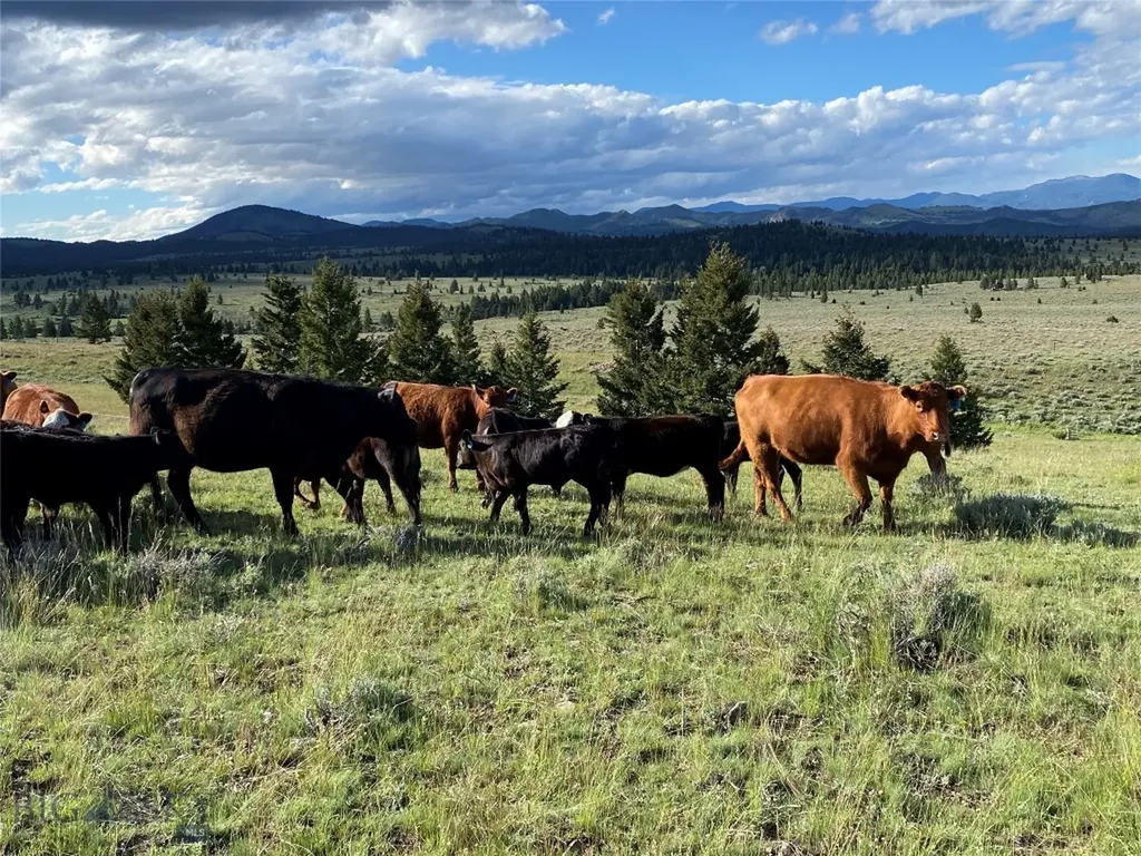 5845 Dry Creek Ranch Road Whitehall MT 59759