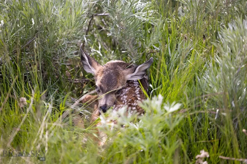 22 Porcupine Wilsall MT 59086