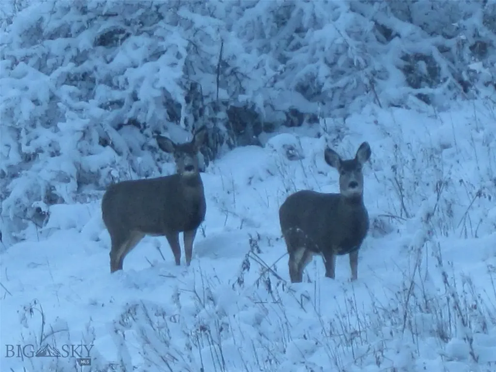 189 Quinn Creek Road Bozeman MT 59715