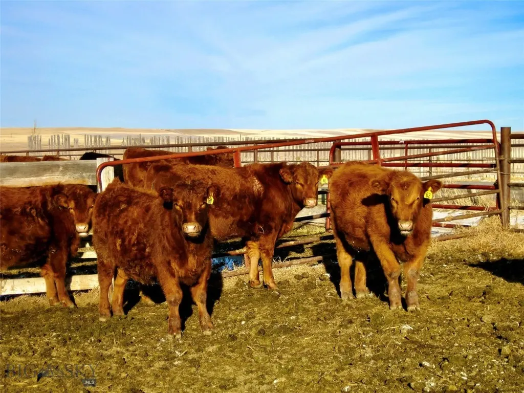 Tbd Buena Vista Road Valier MT 59486