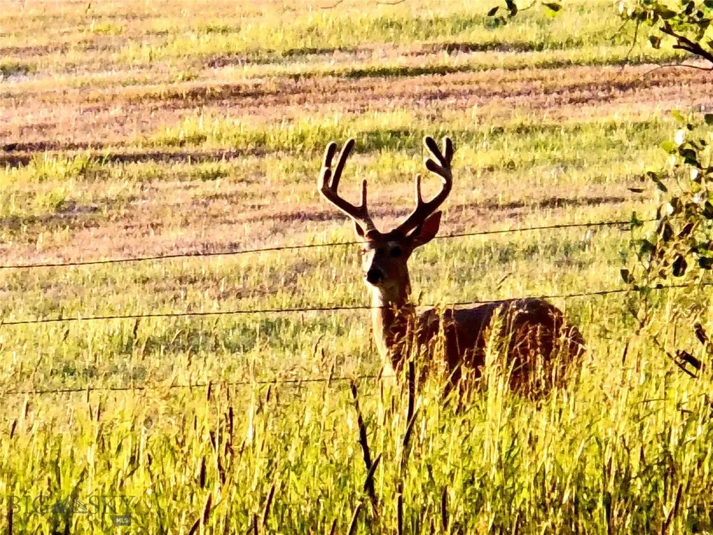 Tbd Buena Vista Road Valier MT 59486