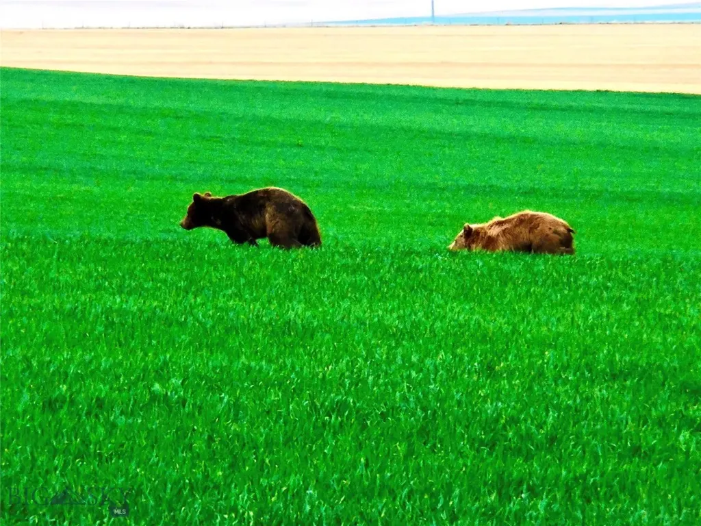 Tbd Buena Vista Road Valier MT 59486