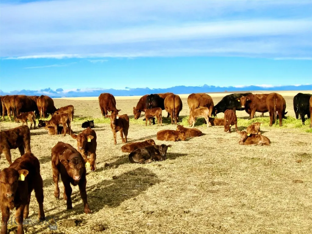 Tbd Buena Vista Road Valier MT 59486