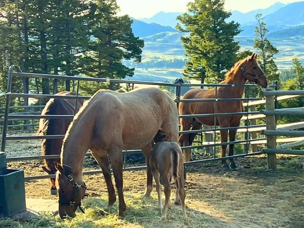 1221 Green Valley Way Bozeman MT 59715