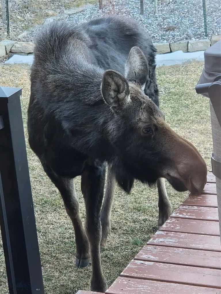 176 Game Trail Road Bozeman MT 59715