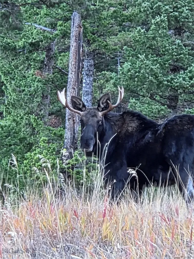 176 Game Trail Road Bozeman MT 59715
