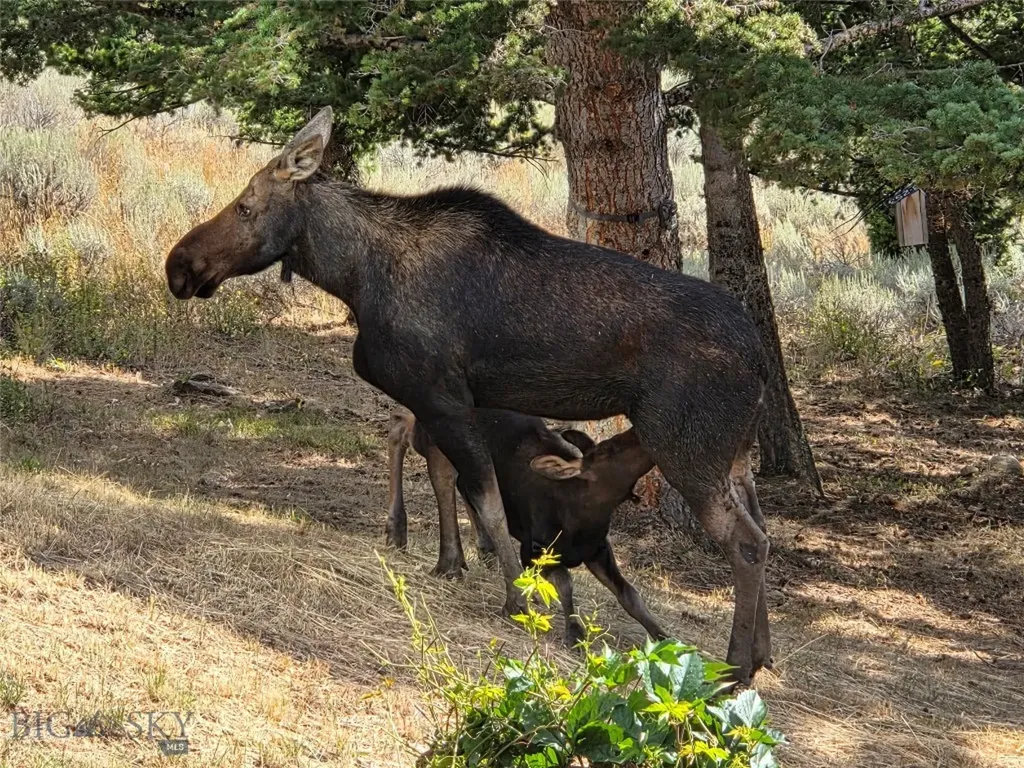 176 Game Trail Road Bozeman MT 59715