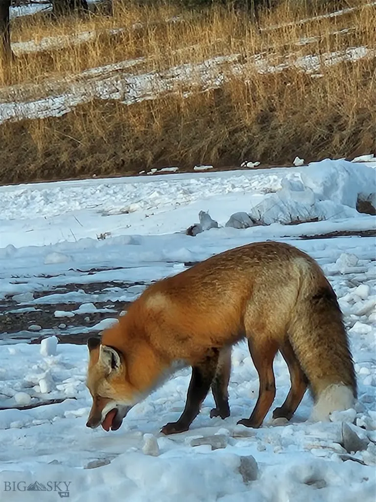 176 Game Trail Road Bozeman MT 59715