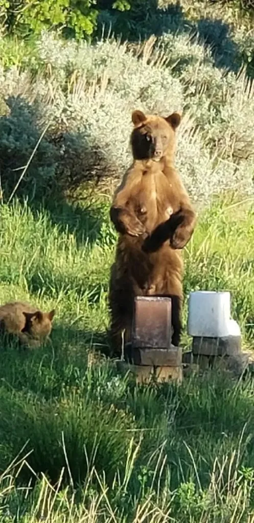 176 Game Trail Road Bozeman MT 59715