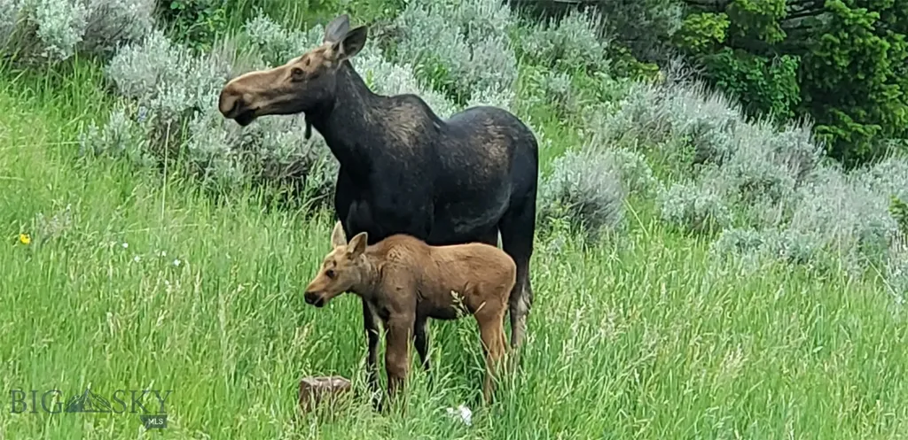 176 Game Trail Road Bozeman MT 59715