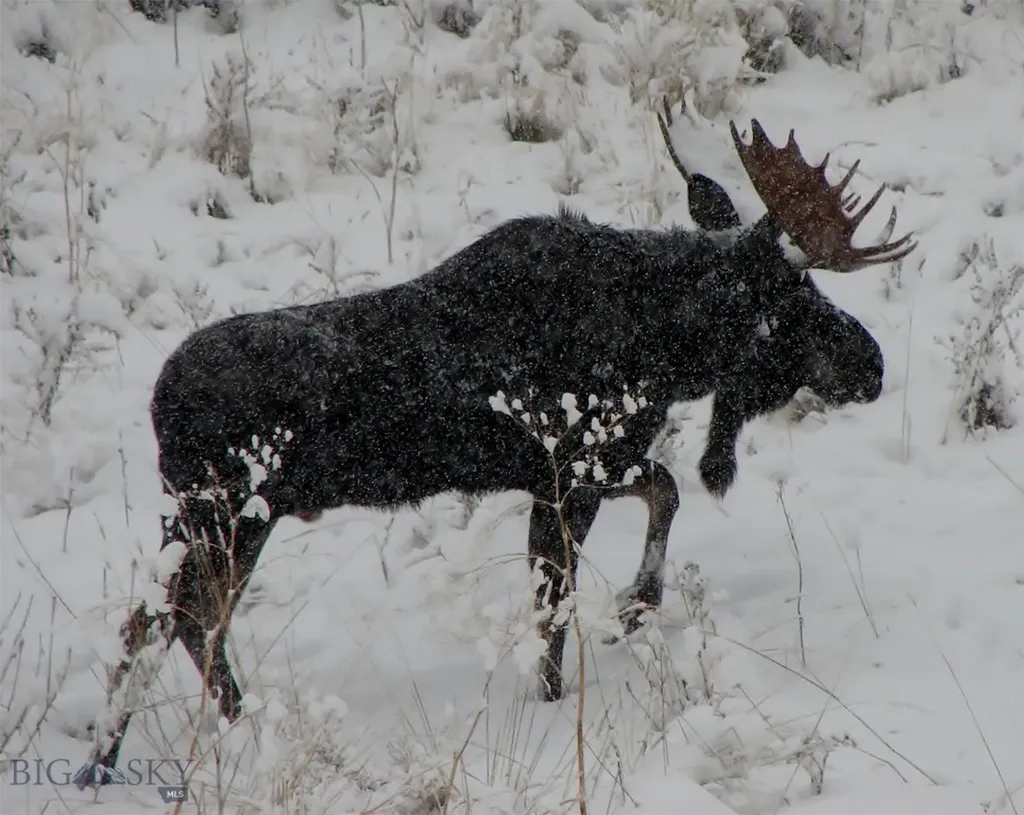 176 Game Trail Road Bozeman MT 59715