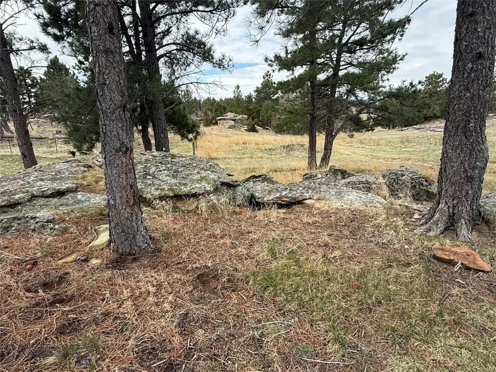 39 Pine Needle Shawmut MT 59078