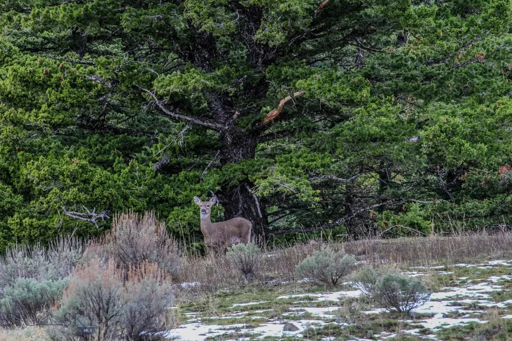 Bozeman MT 59715