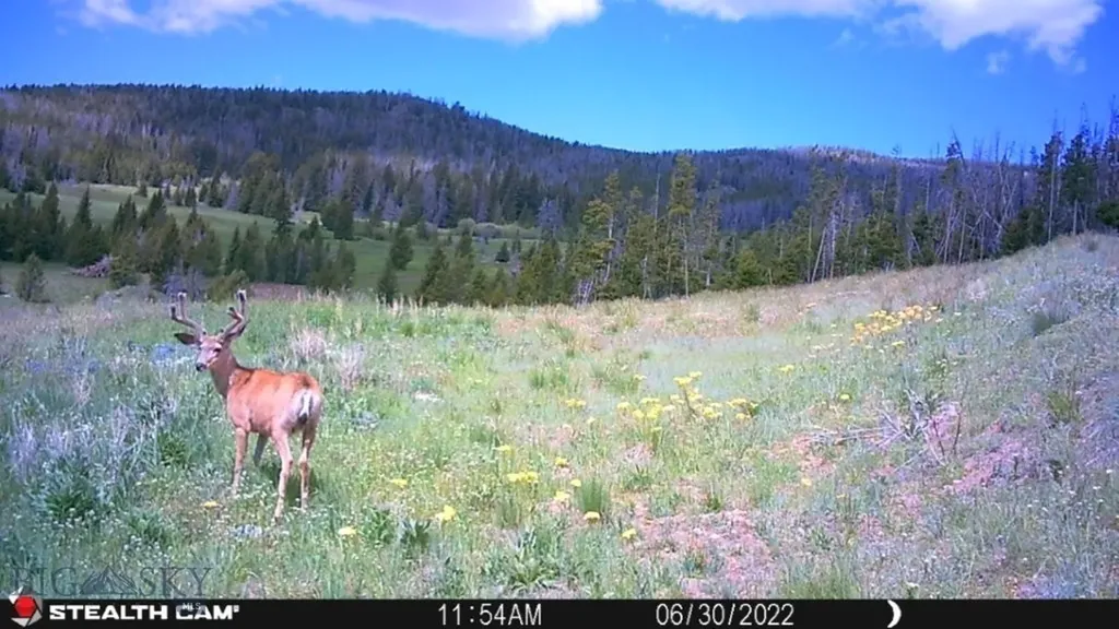 New Era Indian Creek Townsend MT 59644