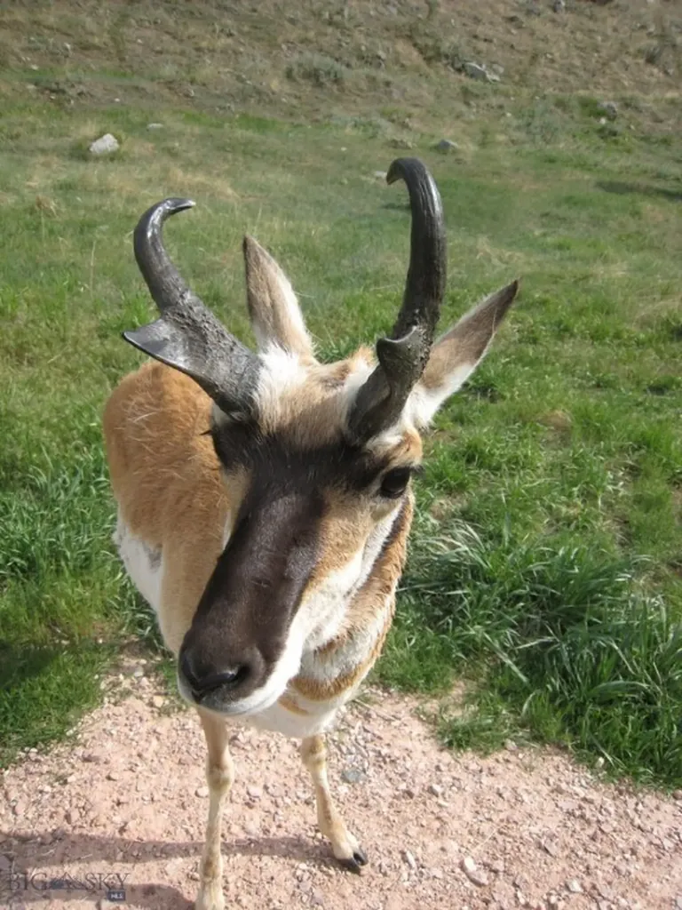 Tbd Buffalo Commons, Wheatland, Wyoming Other WY 82201