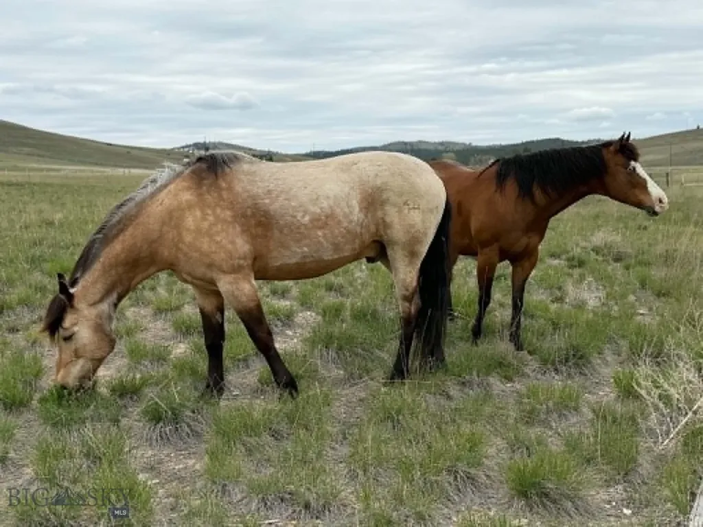 1910 No Creek Court Helena MT 59602