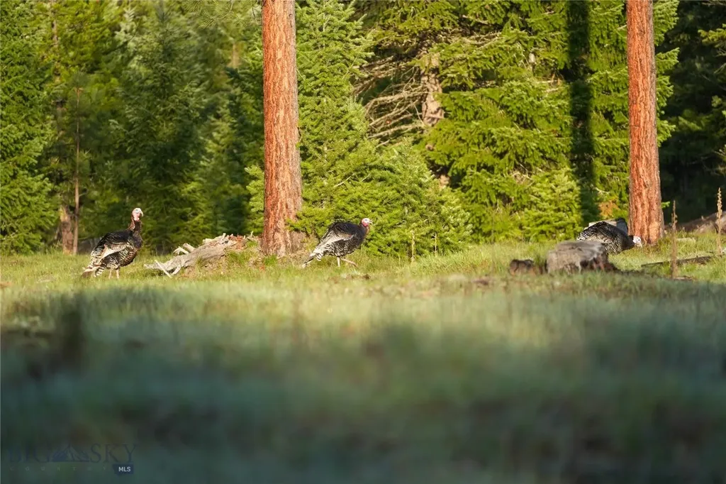 Tbd Cougar Creek Way Superior MT 59872