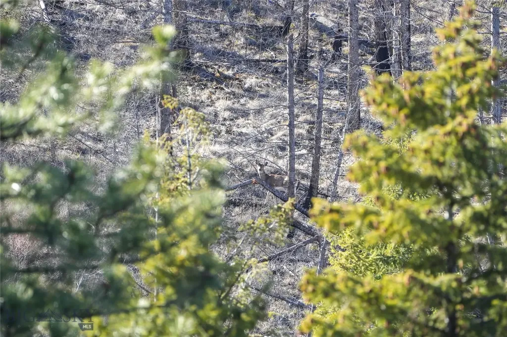 Tbd Cougar Creek Way Superior MT 59872