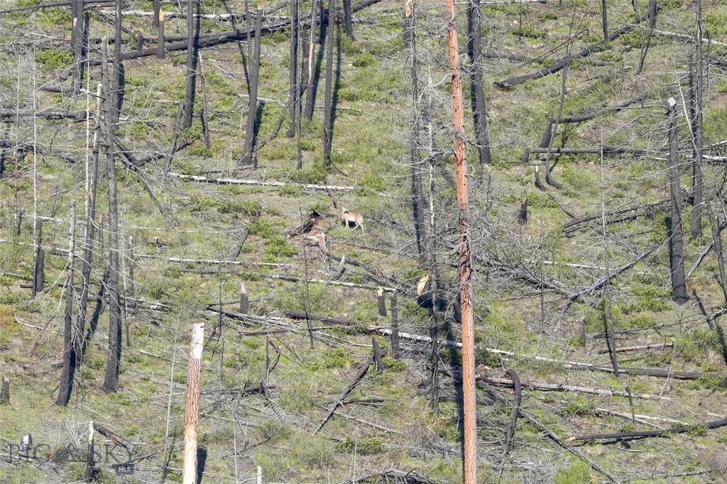 Tbd Cougar Creek Way Superior MT 59872