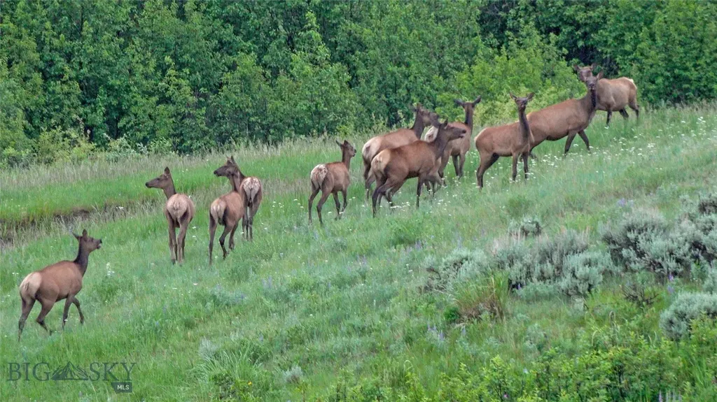 Tbd Willow Creek N Fork Road Livingston MT 59047