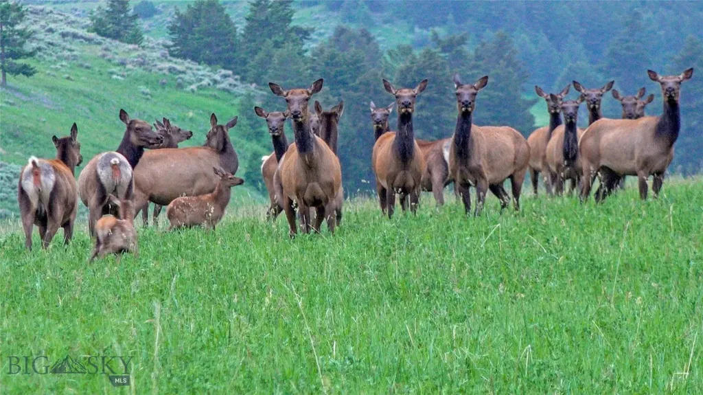 Tbd Willow Creek N Fork Road Livingston MT 59047