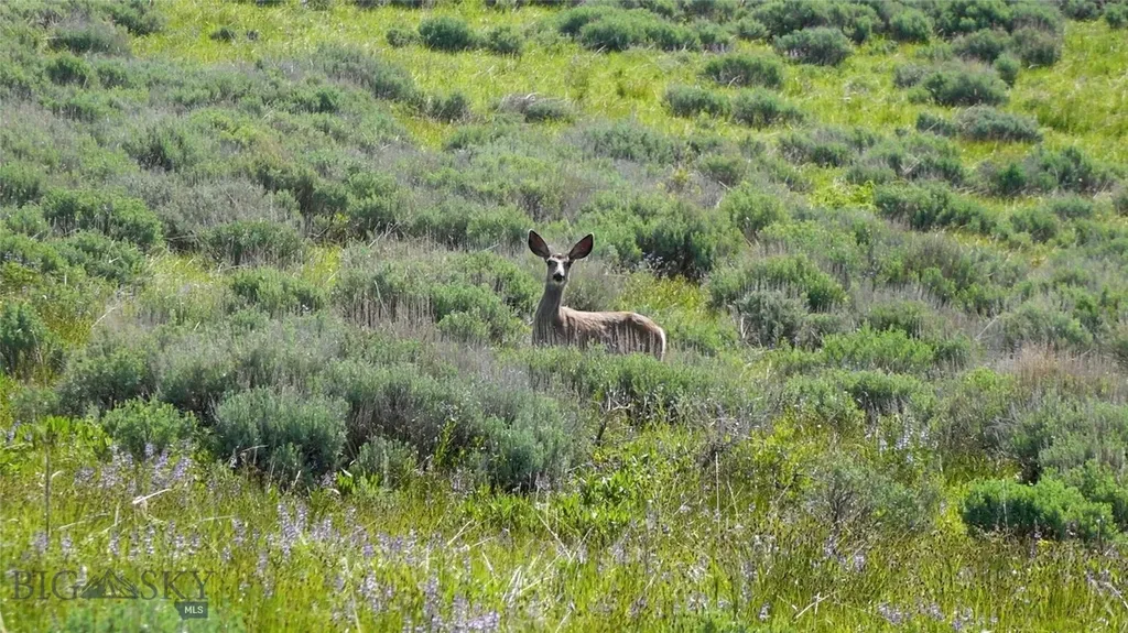 Tbd Willow Creek N Fork Road Livingston MT 59047