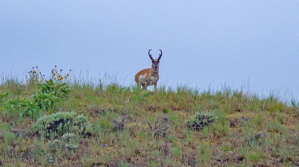 Tbd Willow Creek N Fork Road Livingston MT 59047