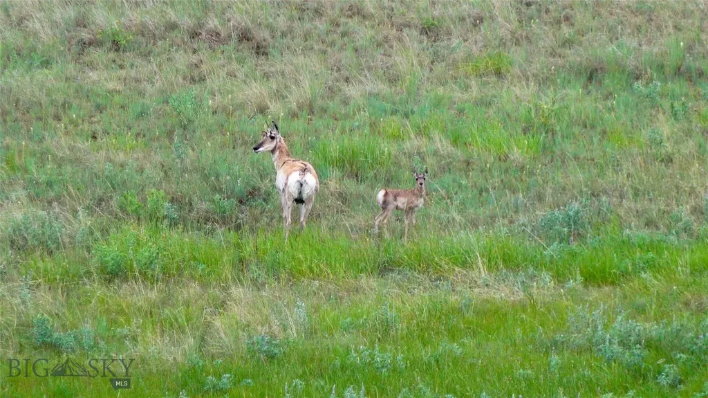 Tbd Willow Creek N Fork Road Livingston MT 59047